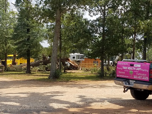 Bossier emergency tree removal