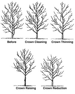 Proper Pruning Tree Service