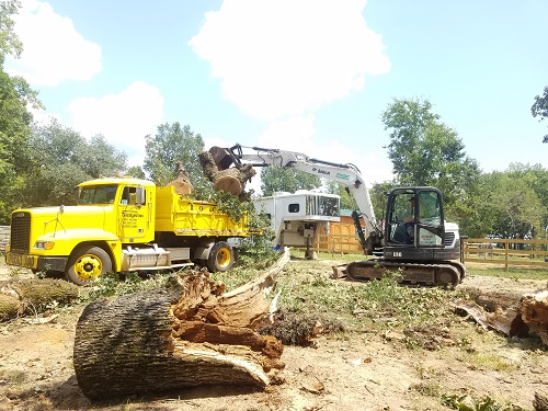 Tree debris removal
